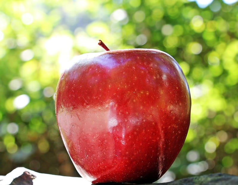 Fresh apples on a tree