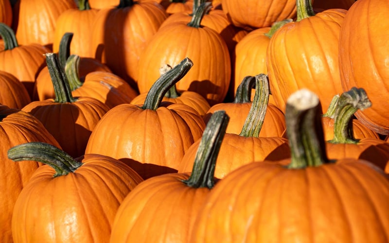 Autumn Pumpkin