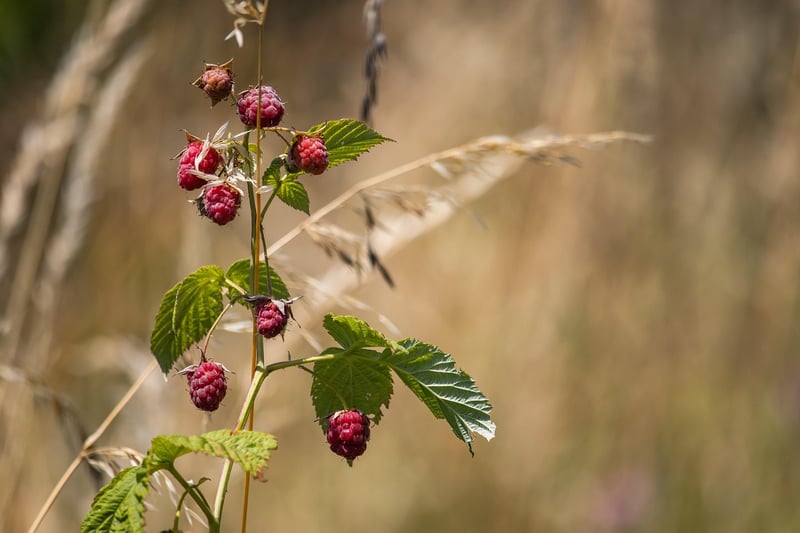 Fresh raspberries on the bush