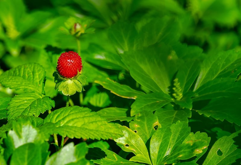 Fresh strawberries on the plant
